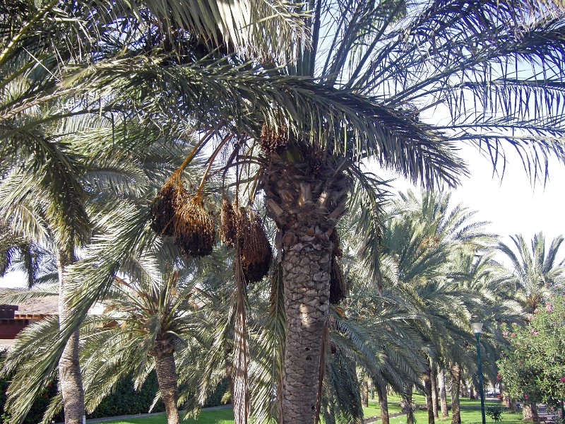 IMGP0823.JPG