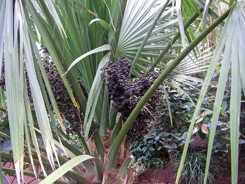 IMGP0931.JPG