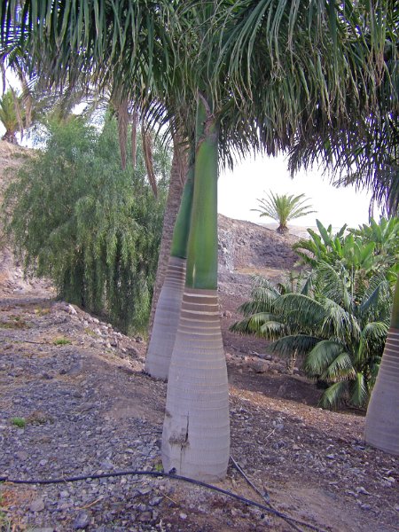 IMGP1068.JPG