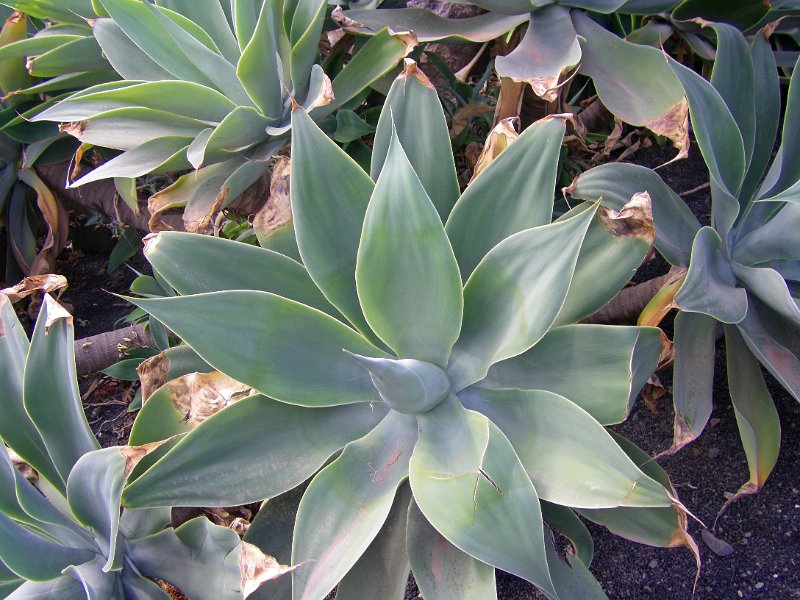 IMGP1078.JPG