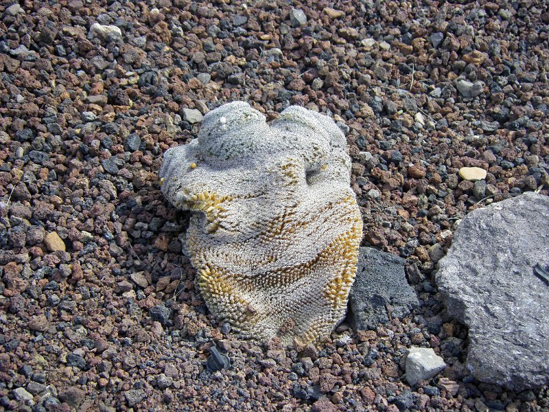IMGP1092.JPG