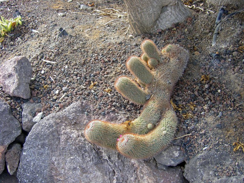 IMGP1099.JPG