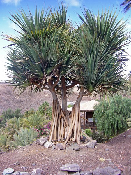 IMGP1103.JPG