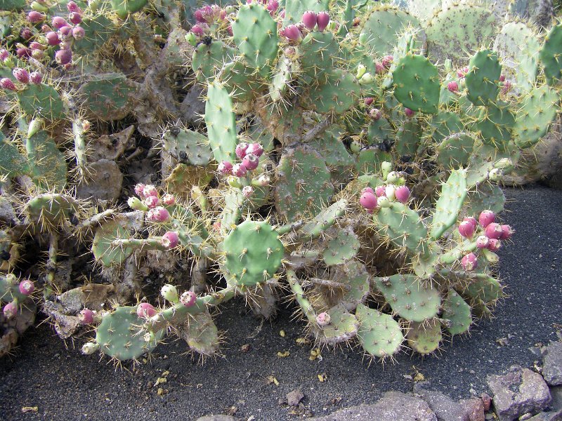 IMGP1146.JPG