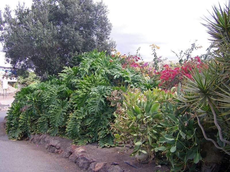 IMGP1165.JPG