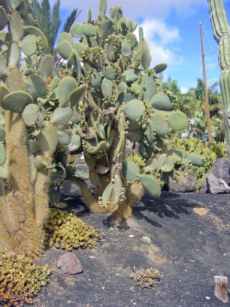 IMGP1167.JPG