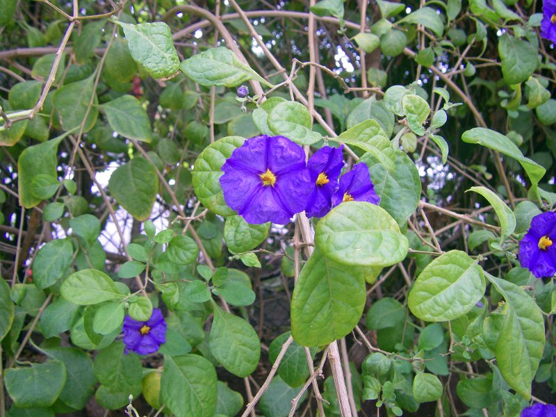 IMGP1173.JPG