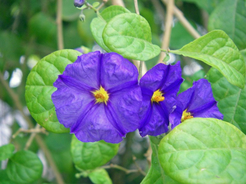 IMGP1174.JPG