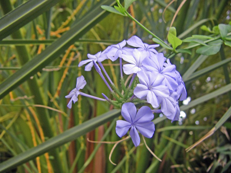 IMGP1175.JPG