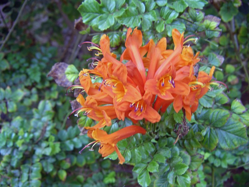 IMGP1177.JPG