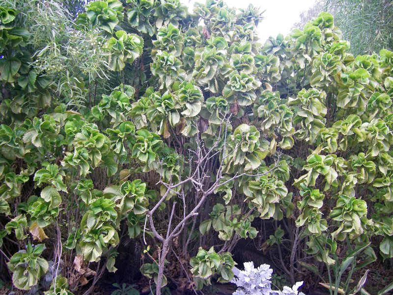 IMGP1179.JPG