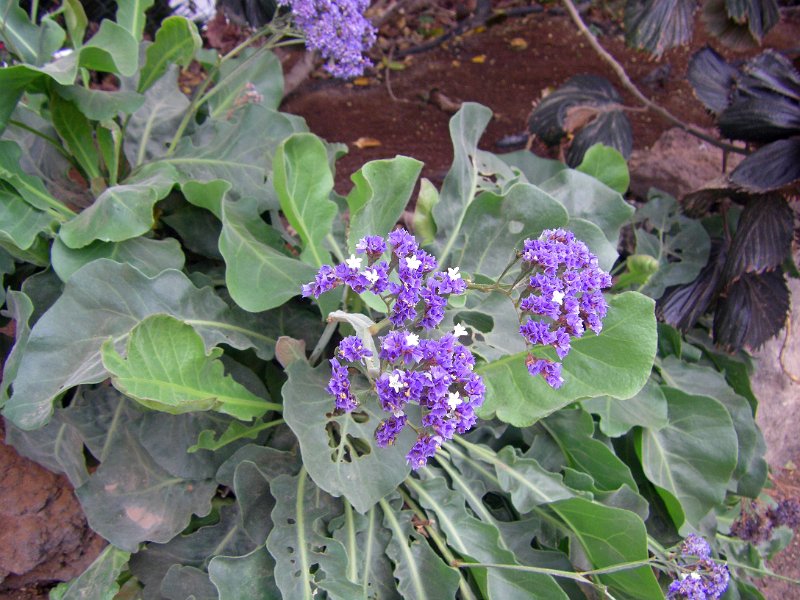 IMGP1182.JPG