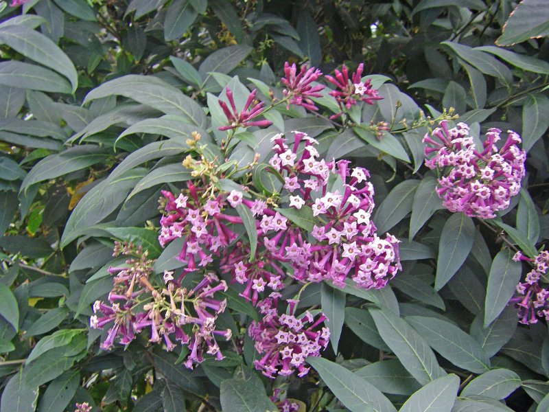 IMGP1185.JPG