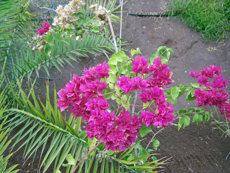IMGP1191.JPG