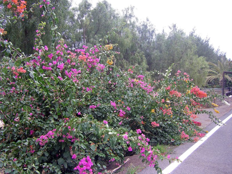 IMGP1231.JPG