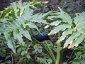 IMGP0955